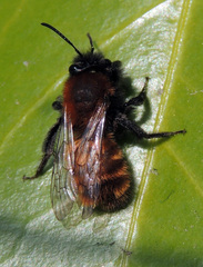 Andrena fulva