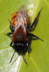 Andrena fulva