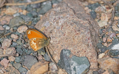 Coenonympha corinna