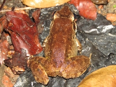 Limnonectes leporinus