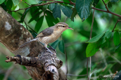 Campylorhynchus turdinus