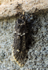 Diurnea fagella