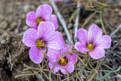 Oxalis laciniata