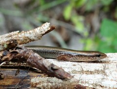 Scincella gemmingeri