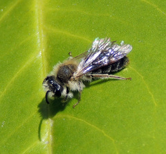 Andrena haemorrhoa