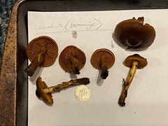 Cortinarius aurantiobasis