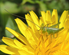 Tettigonia viridissima
