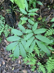 Millettia pachycarpa