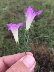 Ipomoea plummerae