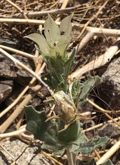 Mentzelia involucrata