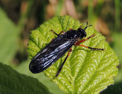 Dioctria oelandica