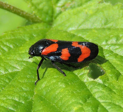 Cercopis vulnerata