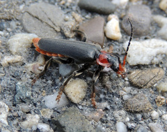 Cantharis fusca