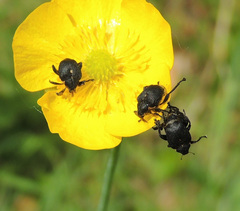 Mononychus punctumalbum