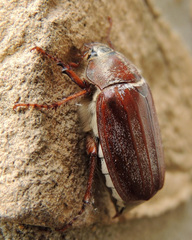 Melolontha melolontha