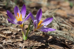 Crocus versicolor