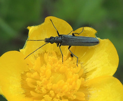 Oedemera virescens