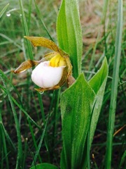 Cypripedium candidum