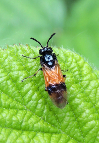 Bramble Sawfly, Noord Tilburg, Tilburg, Nederland, photo 6 of 10