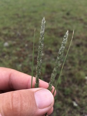 Muhlenbergia wrightii