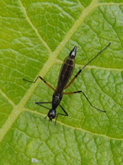 Micropeza corrigiolata