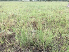 Muhlenbergia wrightii