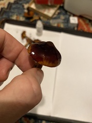 Cortinarius aurantiobasis