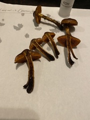 Cortinarius aurantiobasis
