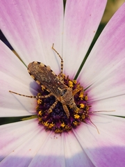 Cosmoclopius nigroannulatus