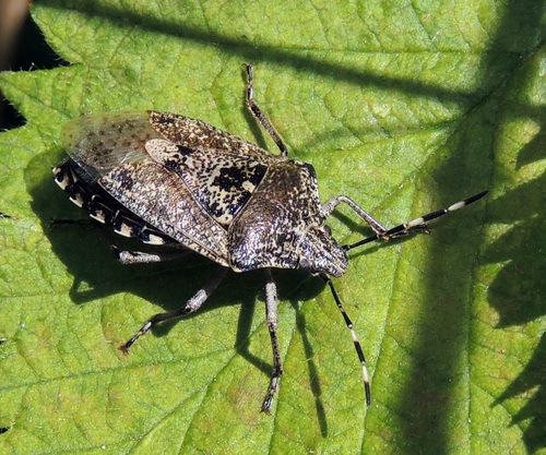 Mottled Stink Bug, Noord Tilburg, Tilburg, Nederland, photo 9 of 10