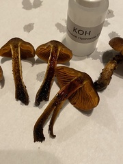 Cortinarius aurantiobasis