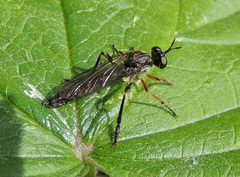 Dioctria hyalipennis