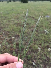 Muhlenbergia wrightii