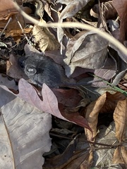 Peromyscus maniculatus