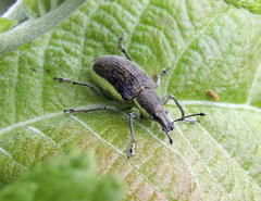 Chlorophanus viridis