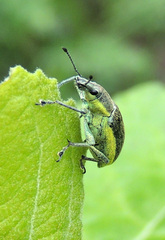 Chlorophanus viridis