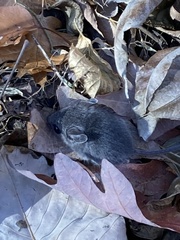 Peromyscus maniculatus