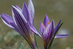 Crocus versicolor