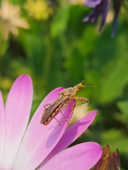 Cosmoclopius nigroannulatus