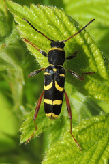 Clytus arietis