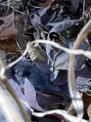 Peromyscus maniculatus