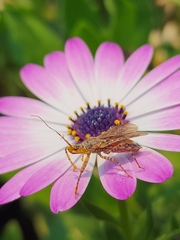 Cosmoclopius nigroannulatus