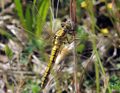 Orthetrum cancellatum