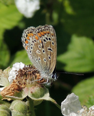 Polyommatus icarus