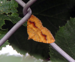 Camptogramma bilineata