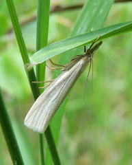 Crambus perlella