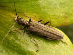 Oedemera virescens