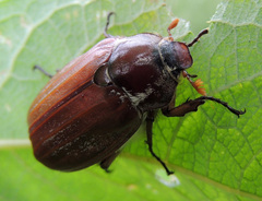 Melolontha melolontha