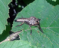 Eutolmus rufibarbis