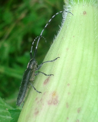 Agapanthia villosoviridescens
